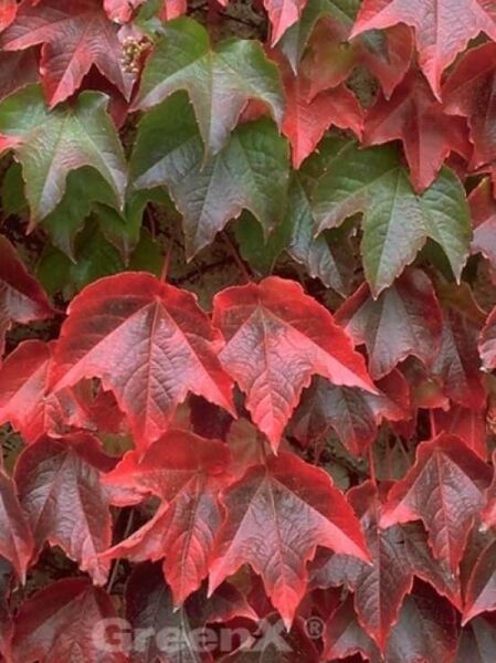 Parthenocissus tricuspidata 'Veitchii' / Dreilappige Jungfernrebe 'Veitchii'