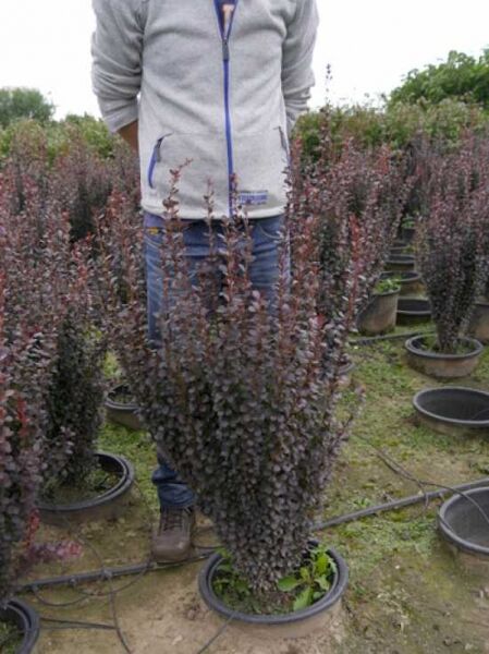Rote Säulen-Berberitze Berberis thunbergii 'Helmond Pillar', 60–80 cm, C20, säulenförmiger Strauch im Container mit rotem Laub
