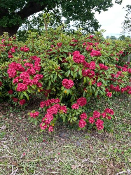 Kalmia latifolia 'Sarah' (Lorbeerrose/Berglorbeer 'Sarah'), Solitärstrauch mit dunkelgrünen Blättern und pinken Blütenbüscheln