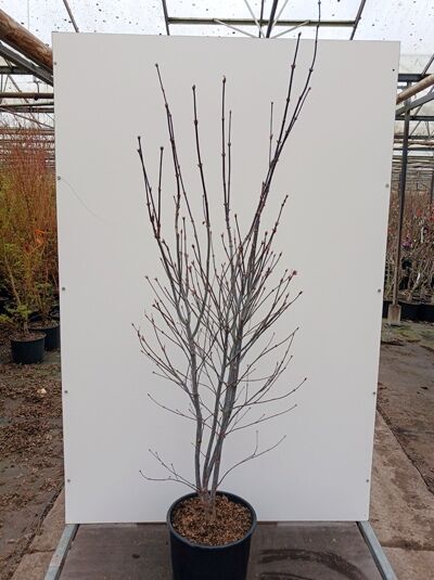 Roter Fächer-Ahorn 'Red Emperor' / Acer palmatum 'Red Emperor'