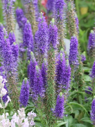 Ehrenpreis &#039;Ulster Dwarf Blue&#039; / Veronica spicata &#039;Ulster Dwarf Blue&#039;