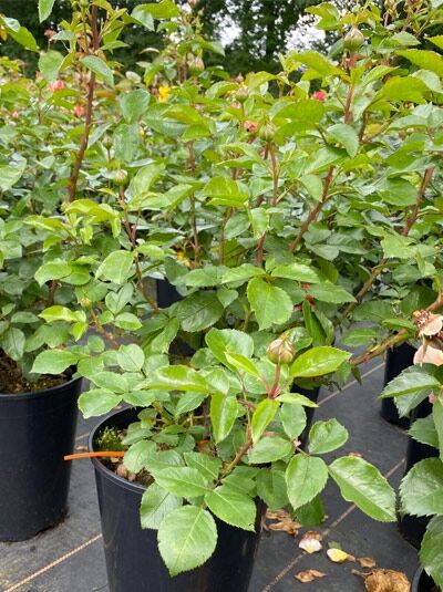 Rosa 'Samba' ® / Beetrose 'Samba' ® C5 im Pflanztopf mit grünem Laub und mehreren Trieben