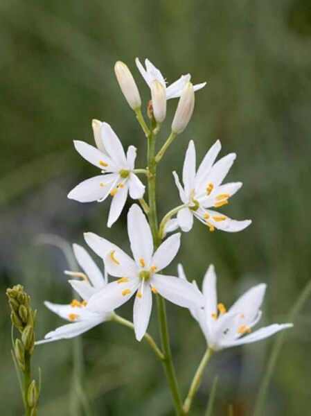 Graslilie / Anthericum ramosum