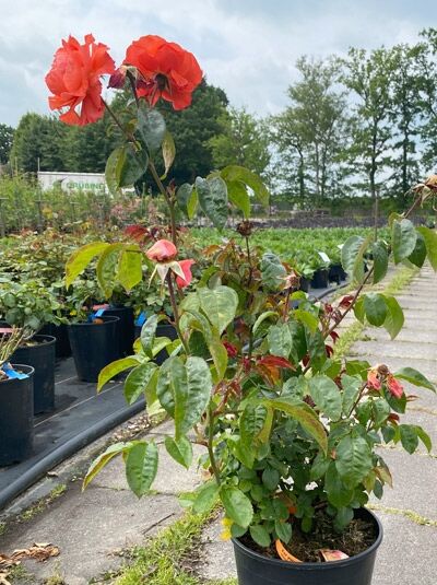 Rosa Ghita Renaissance (Strauchrose), Variante C5, im Topf mit roter Blüte und grünen Blättern auf aufrechtem Wuchs.
