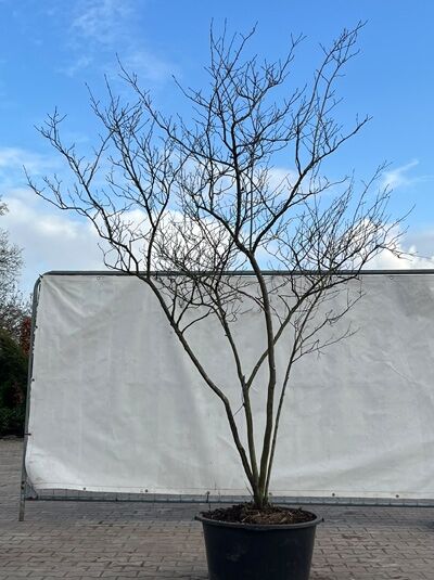 Kupfer-Felsenbirne 200-250 cm Schirmform / Amelanchier lamarckii (874830)