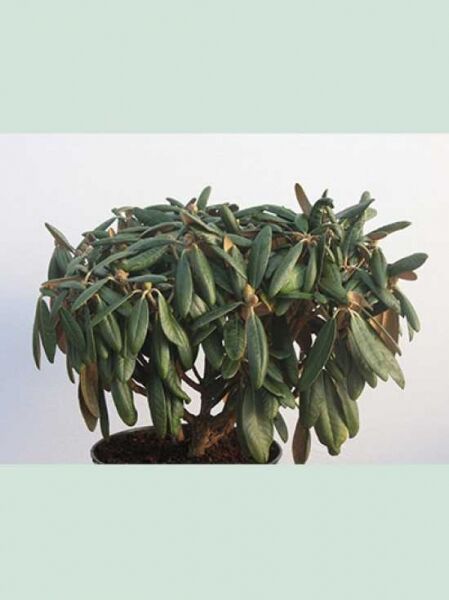 Rhododendron rex 'Rexima' / Rhododendron 'Rexima' Solitär, 60–70 cm Breite, mit immergrünen, länglichen Blättern im Topf.