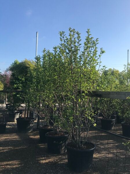 Magnolia loebneri 'Merrill' / Große Stern-Magnolie 'Merrill', mehrstämmiger Strauch im Container, 250-300 cm, C110