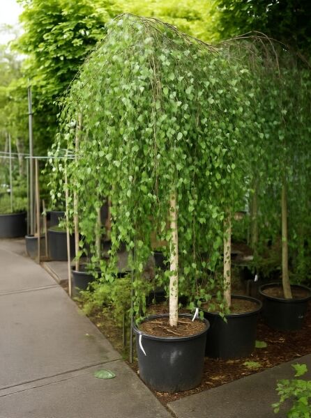 Trauer-Birke 'Youngii' (Betula pendula 'Youngii') als Hochstamm 225 cm, Stammumfang 16–18 cm, im Container mit hängender Krone.