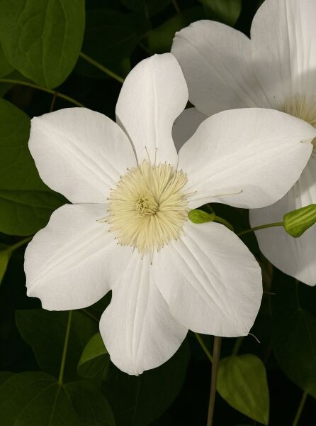 Waldrebe 'Madame Le Coultre' / Waldrebe 'Madame Le Coultre'