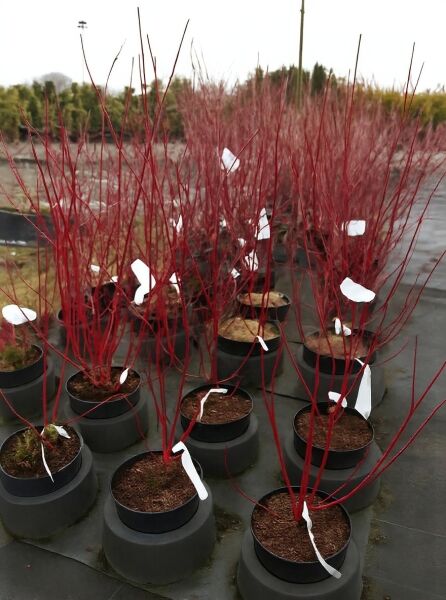 Purpur-Hartriegel (Cornus alba) 'Sibirica'/'Baton Rouge', 100-125 cm, C20: Strauch im Topf mit roten Trieben.
