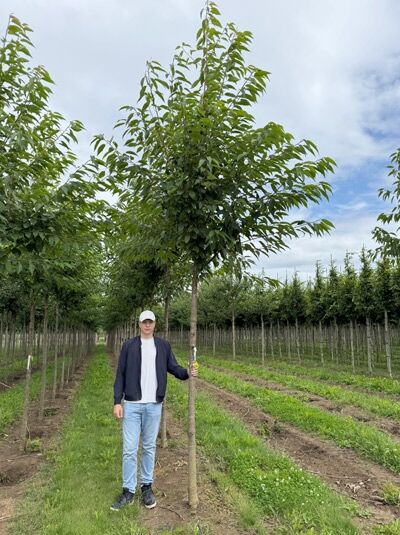 Prunus avium 'Plena' / Vogel-Kirsche 'Plena' Hochstamm 16-18 StU mit durchgehendem Stamm und grünem Laubkrone im Feldanbau.