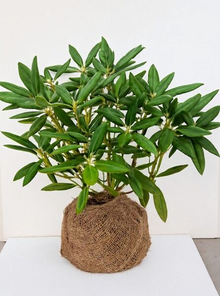 Rhododendron yakushimanum 'Oberschlesien' / Rhododendron 'Oberschlesien', 50–60 cm Breite, Solitär mit Ballen, grünes Laub