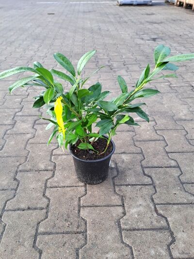 Prunus laurocerasus 'Polster' / Immergrüne Lorbeerkirsche 'Polster', junge Pflanze im schwarzen Kulturtopf (C3), 30–40 cm