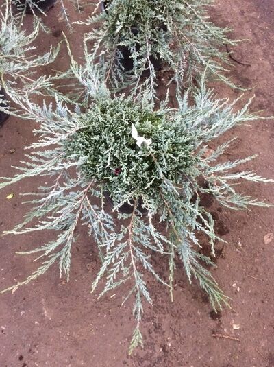 Juniperus horizontalis 'Ice Blue' – Stahlblauer Zwerg-Kriech-Wacholder 'Ice Blue' 40–50 cm breit, C10, flach wachsend mit blaugrünen Trieben