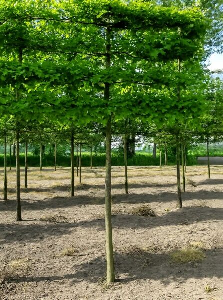 Quercus palustris / Sumpf-Eiche, Hochstamm-Spalier, Stamm 210 cm, flach erzogene Krone mit grünem Laub