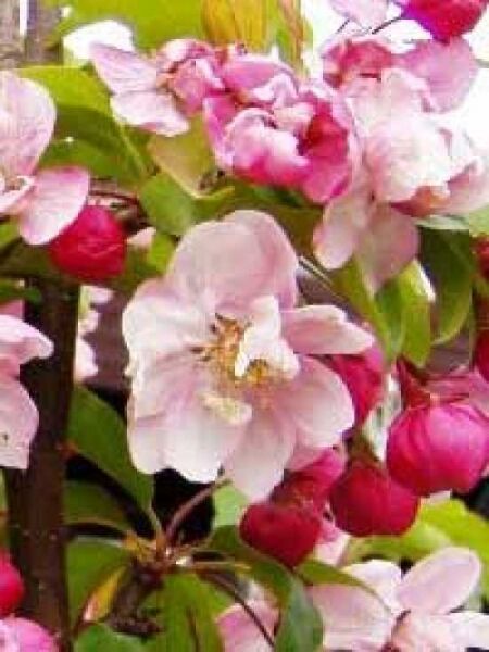 Malus 'Van Eseltine' / Zierapfel 'Van Eseltine'