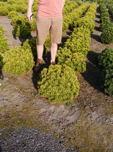 Pinus mugo 'Ophir' / gelbe Zwergkiefer / Bergkiefer 'Ophir'