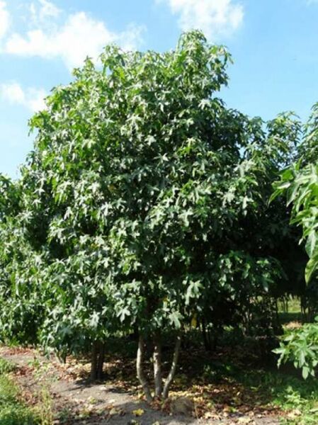 Amerikanischer Amberbaum / Guldenbaum 'mehrstämmig' / Amerikanischer Amberbaum / Guldenbaum 'mehrstämmig'