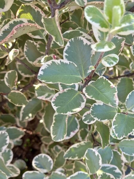 Chinesische Klebsame ’Elizabeth‘ / Pittosporum tenuifolium‘ Elizabeth‘