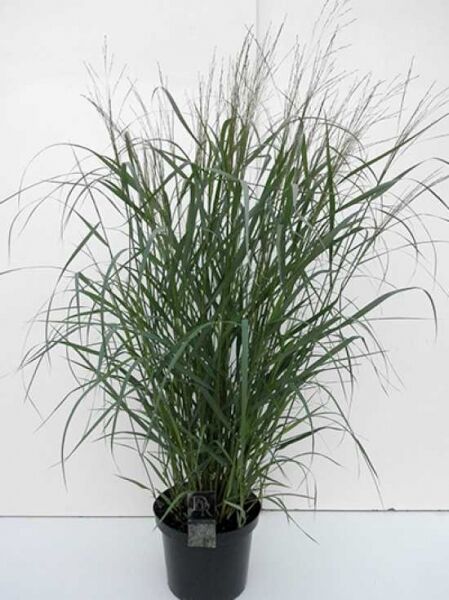 Panicum virgatum 'Squaw' / Rutenhirse 'Squaw'