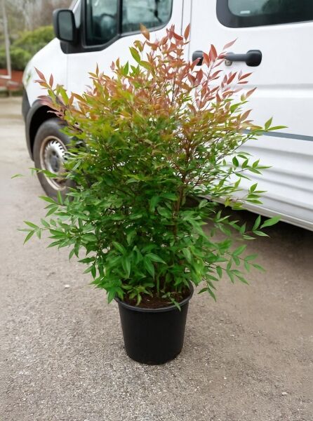 Nandina domestica (Heiliger Bambus/Himmelsbambus) 80–100 cm im C20-Topf, buschiger Strauch mit grünem und rötlichem Laub.