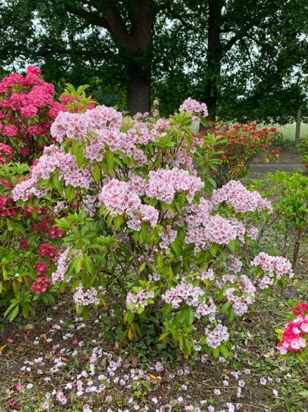 Kalmia latifolia 'Peppermint' (Lorbeerrose/Berglorbeer) Solitärstrauch mit rosafarbenen Blütendolden und glänzendem Laub