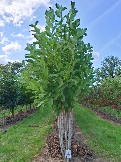 Große Stern-Magnolie 'Merrill' / Magnolia loebneri 'Merrill'