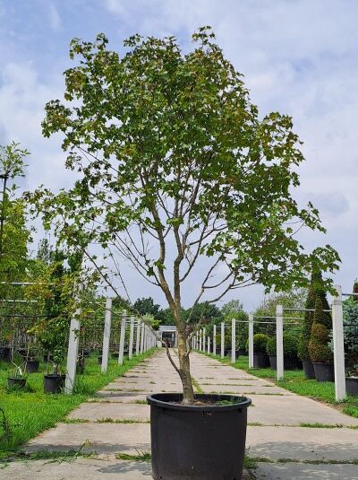 Kompakter Ahorn Acer platanoides x amplum 'Ample Surprise', mehrstämmiger Baum im Topf, Höhe 250-300 cm.