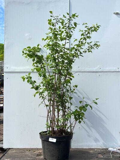 Philadelphus 'Schneesturm' (Pfeifenstrauch/Gartenjasmin) 100-125 cm C12, mehrtriebiger Strauch im Pflanztopf mit grünem Laub