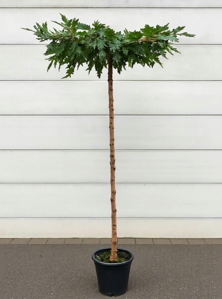 Morus alba 'Fruitless' Dachspalier / Weißer Maulbeerbaum 'Fruitless' im Container, Hochstamm mit flacher Krone, grün belaubt.