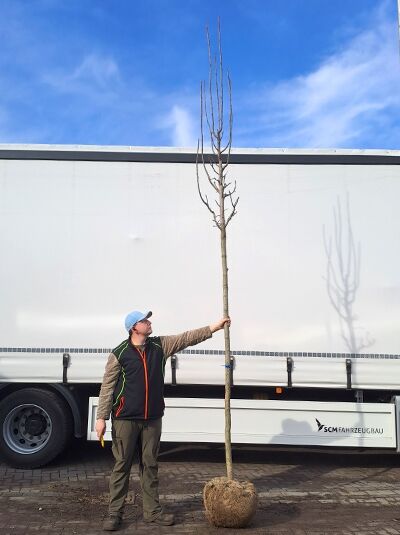 Liquidambar styraciflua 'Slender Silhouette' / Säulen-Amberbaum 'Slender Silhouette' Hochstamm 14-16 StU mit Drahtballen, unbelaubt