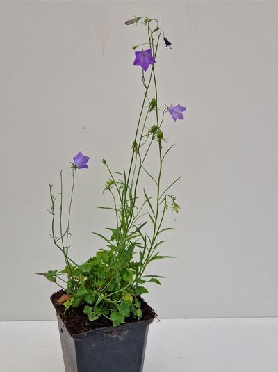 Campanula rotundifolia, Rundblättrige Glockenblume, P9 im Topf mit grünen Stängeln und violetten glockenförmigen Blüten