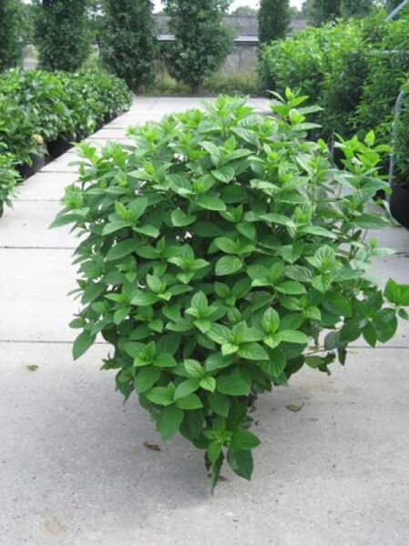 Hydrangea paniculata 'Dart's Little Dot' / Rispen-Hortensie 'Dart's Little Dot'