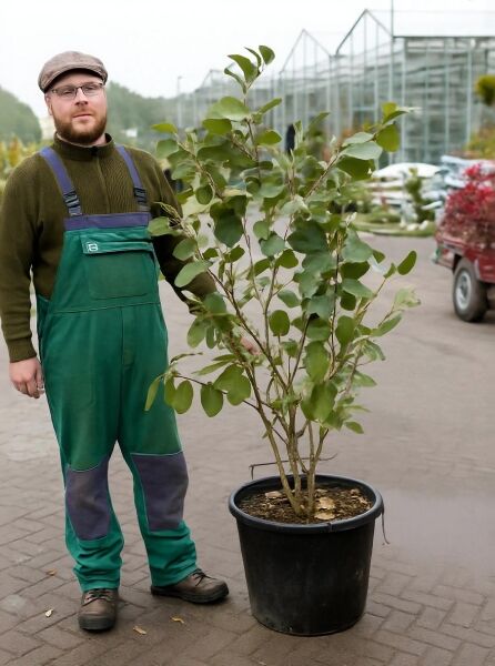 Zaubernuss Hamamelis intermedia 'Westerstede' 100-125 cm C20, mehrstämmiger Strauch im schwarzen Container mit grünem Laub.