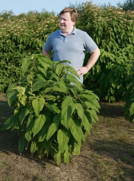 Samt-Hortensie Hydrangea aspera 'Macrophylla', 125-150 cm, C20, buschiger Strauch mit großen grünen Blättern.