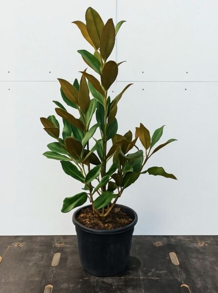 Magnolia grandiflora 'Galissonière' / Großblütige Magnolie 'Galissonière', 80-100 cm C15, mehrtriebige Topfpflanze mit ledrigen Blättern.