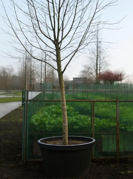 Magnolia kobus, Kobus-Magnolie als Hochstamm 25-30 StU im Container, laubfreier Baum mit verzweigter Krone.