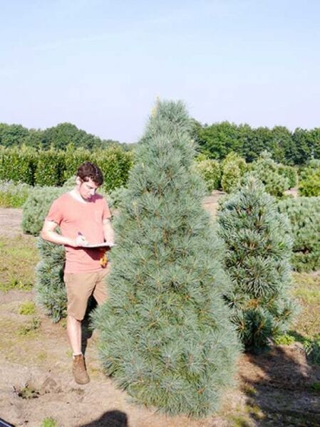 Weymouths-Kiefer 'Stowe Pillar' / Pinus strobus 'Stowe Pillar'