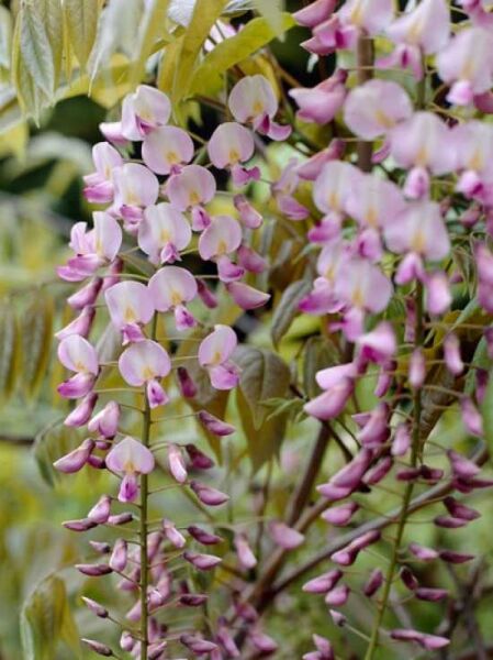 Rosafarbener japanischer Blauregen 'Rosea' / Wisteria floribunda 'Rosea'