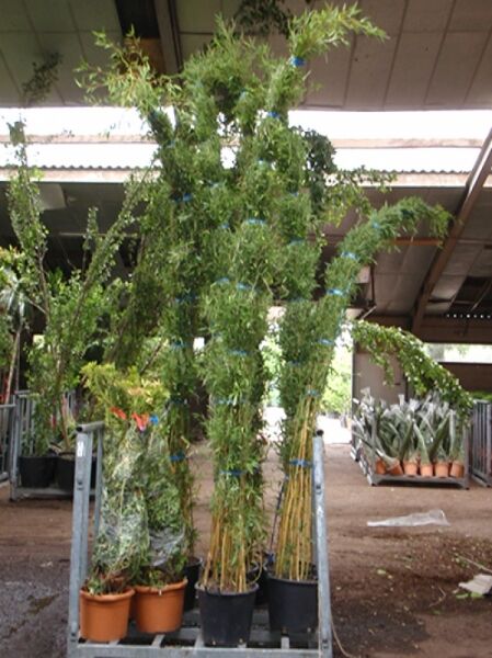 grüner Bambus 250-300 (C35) Phyllostachys aureosulcata