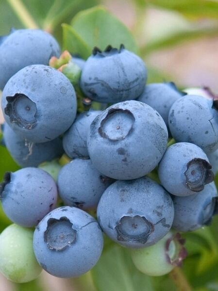 Vaccinium corymbosum 'Emblue' / Heidelbeere, Kulturheidelbeere 'Emblue' mit reifen blauen Beeren am Strauch
