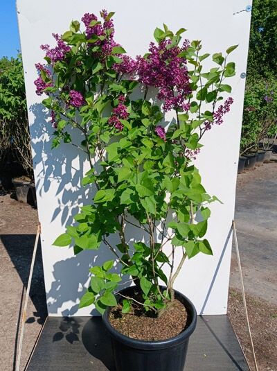 Gartenflieder / Gewöhnlicher Flieder / Edelflieder 'Andenken an Ludwig Späth' - Syringa vulgaris 'Andenken an Ludwig Späth'