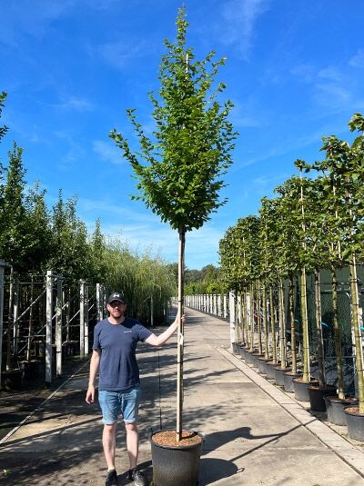Säulen-Hainbuche Carpinus betulus 'Frans Fontaine' Hochstamm im Container, gerader Stamm mit schmaler, aufrechter Krone.