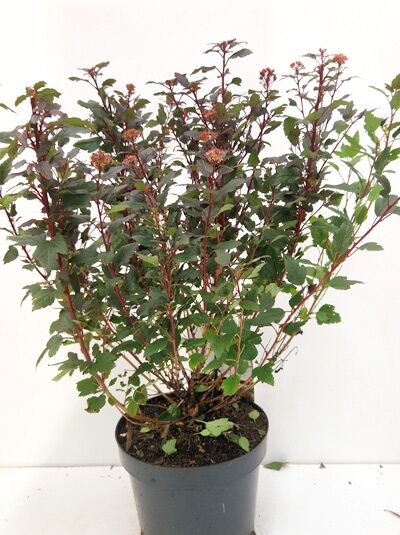 Physocarpus opulifolius 'Little Devil' / Blasenspiere 'Little Devil', 40-60 cm C3, Strauch im Topf mit rötlich-grünem Laub