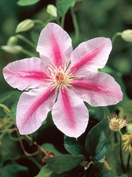 Waldrebe 'Bees Jubilee' / Clematis 'Bees Jubilee'