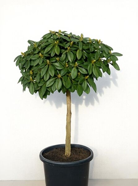 Rhododendron yakushimanum 'Polaris' auf Stamm, Rhododendron 'Polaris' auf Stamm 40–60 cm, mit dichter grüner Krone im Topf