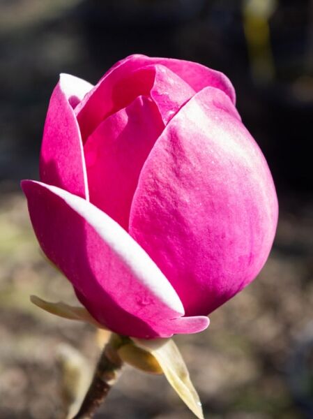 Magnolia 'Black Tulip' ® / Magnolie 'Black Tulip': rosafarbene, tulpenförmige Blüte in Nahaufnahme am Zweig