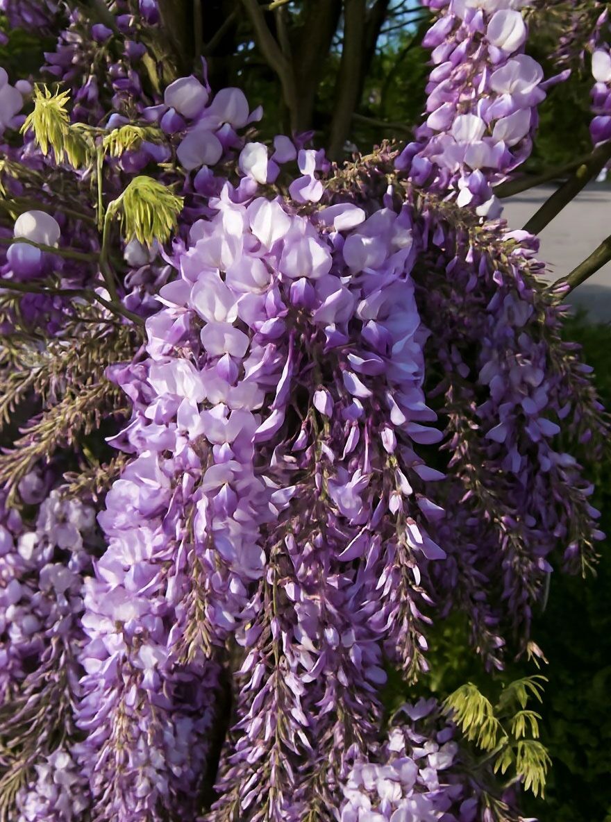 Chinesischer Blauregen 'Prematura' - Wisteria sinensis 'Prematura'