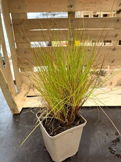 Goldhaar-Schmiele Deschampsia flexuosa 'Tatra Gold' im P9-Topf, horstbildendes Ziergras mit feinen, goldgrünen Halmen.