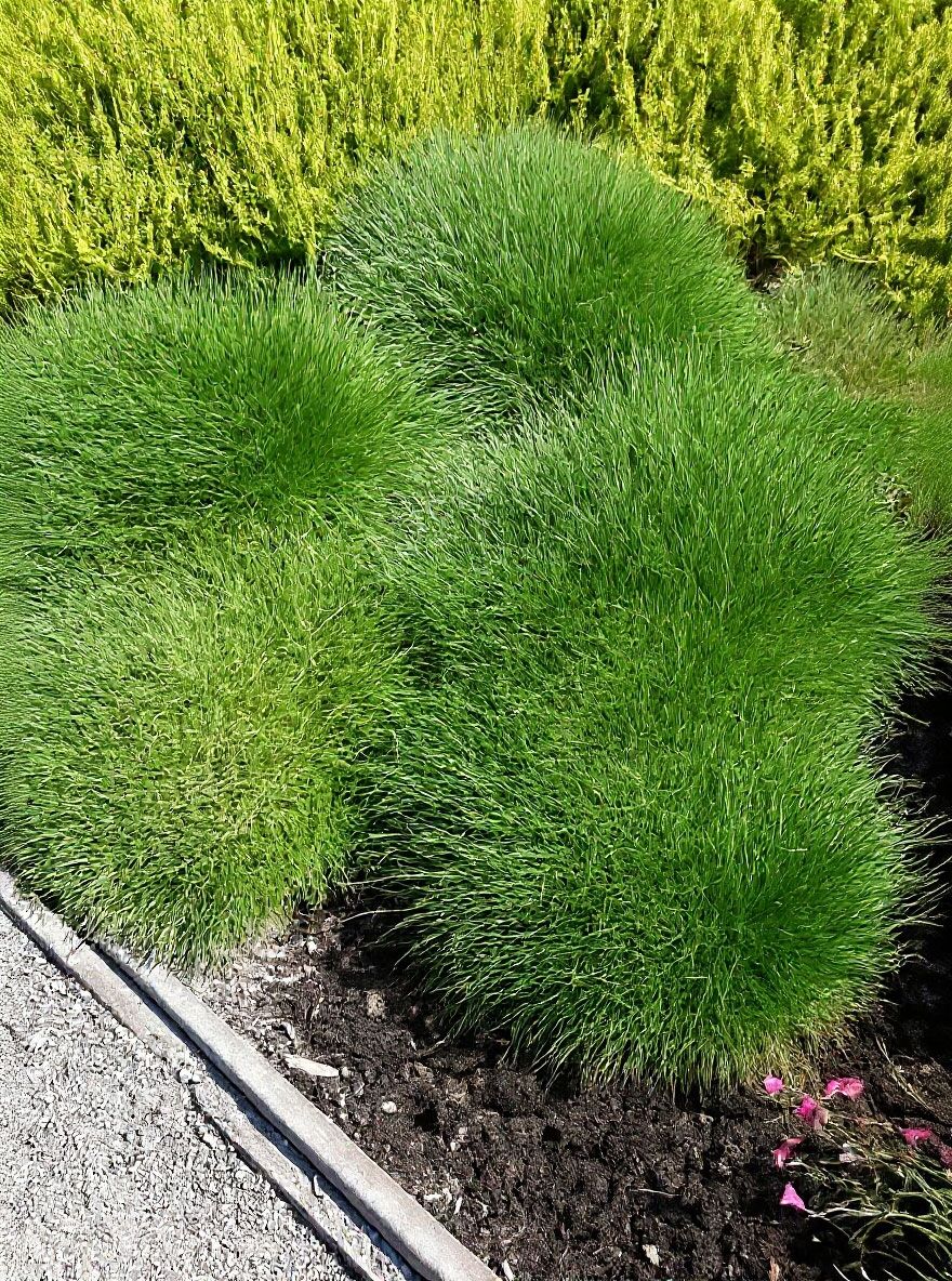 6x Bärenfell Schwingel (Festuca Gautieri) – Immergrün, Winterhart, Pflegeleicht